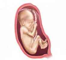 2-Ро тримесечие на бременността