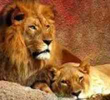Алергичната реакция на лъвове за коса: един необичаен случай