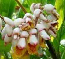 Alpinia lekarstvennaya- описание, лечебни свойства, прилагане