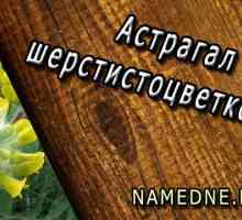 Astragalus sherstistotsvetkovy терапевтични свойства, използването, противопоказания