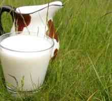 Бруцелоза: когато една чаша мляко може да бъде опасно
