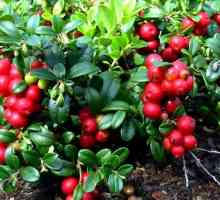 Cranberry листа в различни заболявания: полезни свойства и противопоказания
