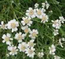 Chihotnaya трева - описание на полезни свойства, прилагане