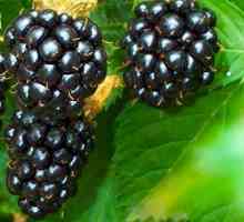Blackberry - лечебни свойства