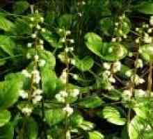 Wintergreen rotundifolia - описание на полезни свойства, прилагане