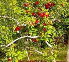 Ябълка - лечебни свойства