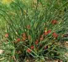 Ефедрин хвощ (трева): терапевтичните свойства и прилагане