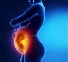 Как е узряването на плацентата по време на бременност