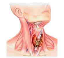Щитовидната жлеза киста