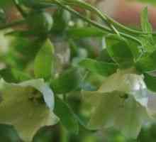 Codonopsis (засаждане, отглеждане, грижи) - описание на полезни свойства, прилагане