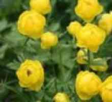Globeflower - полезни свойства и приложения