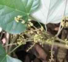 Кураре (растение) - описание на полезни свойства, използването на
