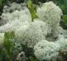 Lichen (гъбички) - описание на полезни свойства, използването на