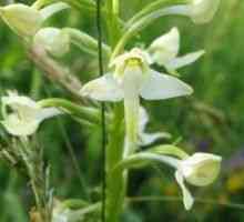 Platanthera bifolia - описание на полезни свойства, прилагане