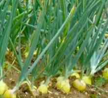 Onion - лечебни свойства