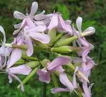 Saponaria Officinalis - описание на полезни свойства, прилагане