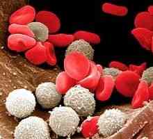 Броя на клетките на белите кръвни Норма при деца