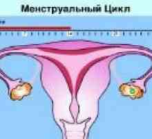 Един нормален менструален цикъл при жените