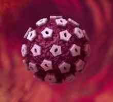 HPV и бременност: диагностика, последствията и лечения