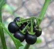 Черно куче грозде - описание на полезни свойства, приложение
