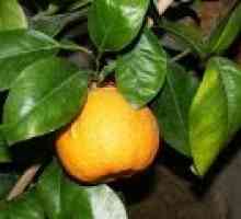 Pomeranets (растение) - описание на полезни свойства, използването на