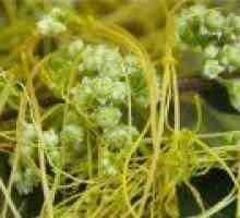 Кукувича прежда (трева) - описание на полезни свойства, прилагане