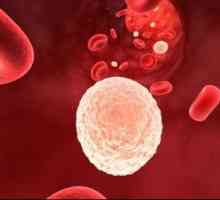 Повишена белите кръвни клетки в урината по време на бременност