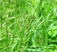 Wheatgrass - описание на полезни свойства, прилагане