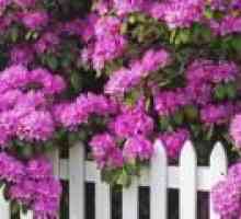 Rhododendron (засаждане и поддръжка) - описание на полезни свойства, прилагане