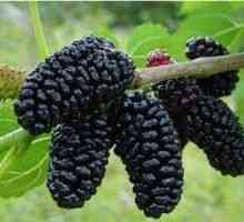Mulberry (черничеви черно) - описание на полезни свойства, използването на