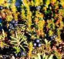 Shiksha или черен crowberry (трева): полезни свойства