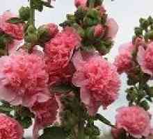 Стволови роза - описание на полезни свойства, приложение