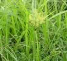 Острица (трева) - описание на полезни свойства, прилагане