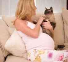 Токсоплазмоза по време на бременност