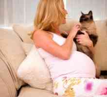 Токсоплазмоза по време на бременност