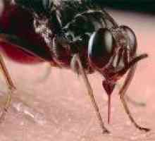 Ухапвания от насекоми и тяхното лечение