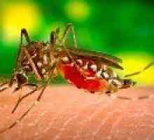 Малария ваксина ще ви помогне да защитите срещу рака