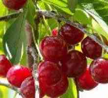 Cherry храст - описание на полезни свойства, приложение