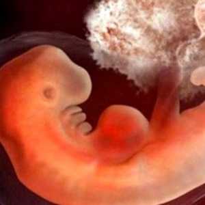 Акушеро 3 седмици след зачеването и бременността: Какво се случва в тялото на жената