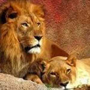 Алергичната реакция на лъвове за коса: един необичаен случай