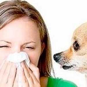 Алергии към животни, при деца и при възрастни