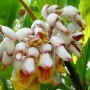 Alpinia lekarstvennaya- описание, лечебни свойства, прилагане