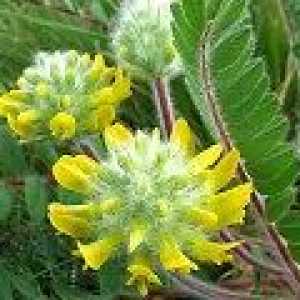 Astragalus sherstistotsvetkovy: полезни свойства, противопоказания