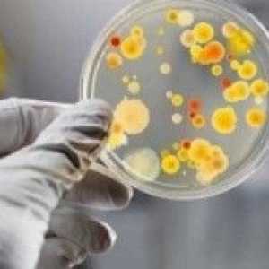 Бактериите в урината по време на бременност