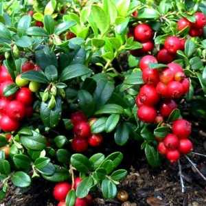Cranberry листа в различни заболявания: полезни свойства и противопоказания