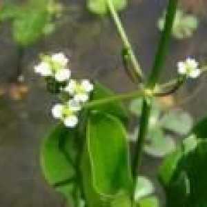 Alisma (растение): терапевтични свойства и противопоказания