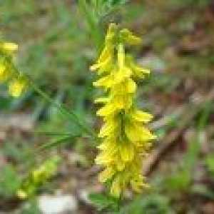 Melilotus Officinalis - описание на полезни свойства, прилагане