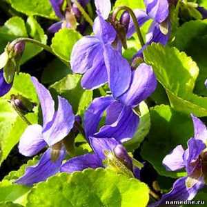 Violet аромат - лечебни свойства