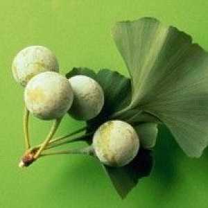Гинко Билоба (растение) - описание, лечебни свойства, използването на