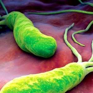 Helicobacter пилори: симптоми и лечение